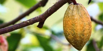 Equipos de Procesamiento de Cacao