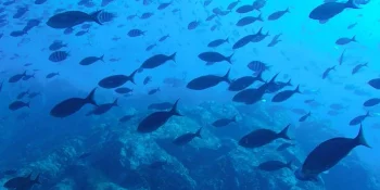Equipos de secado de piensos para peces