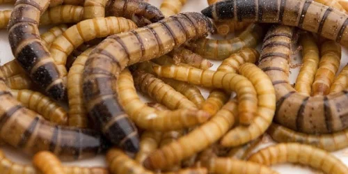 Soluciones para el procesamiento de insectos