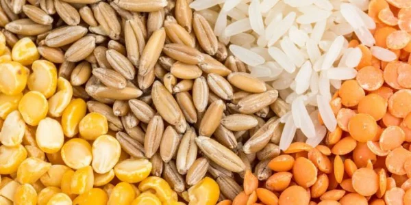 Investigación sobre proteínas vegetales para un procesamiento de polvos más sostenible