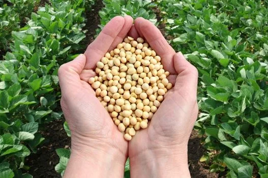 Ingredientes proteicos vegetales para procesamiento de polvos